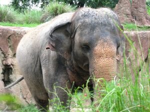 What do Asian elephants eat for live