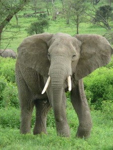 African elephant facts